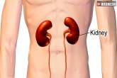 Kidney updates, Kidney issues, five ways to keep your kidneys healthy, Kidney