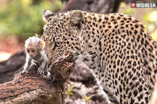 Leopard Uses Baby Monkey As A Bait