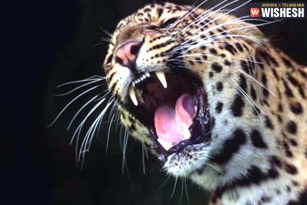 Leopard Burned to Death by Villagers in Surat