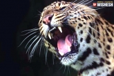 burned, burned, leopard burned to death by villagers in surat, Villagers