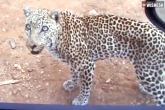 Leopard, Leopard jumps on car window, leopard jumps onto a car window, Leopard