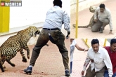 Bengaluru schools holiday, Leopard in Bengaluru, leopard scare bengaluru schools declared holiday, Leopard