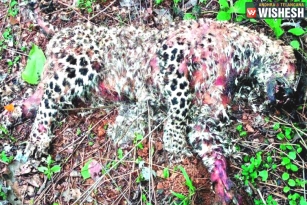 Two Leopards Found Dead in Ramavaram Reserve