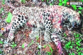 Khammam, death, two leopards found dead in ramavaram reserve, Leopard