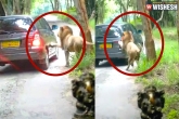lion attack, Bengaluru, lion climb on innova car at bannerghatta biological park in bengaluru, Biological e
