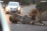 Lions on main road, Lions on main road, lions stop the traffic to kill, Kruger national park