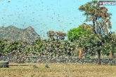 Locusts Telangana threat, Locusts Telangana latest, locusts threat for telangana, Locusts