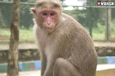 India news, Funny news, monkey starts engine and drives bus in up, Monk