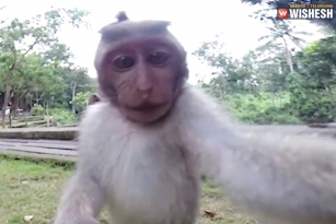 Macaque Monkey’s Selfie: Copyright Issues Move To Court