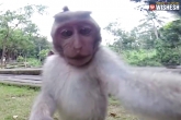 Macaque Monkey updates, Macaque Monkey latest, macaque monkey s selfie copyright issues move to court, Selfie