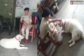 MP cops new updates, MP cops adopt dog, mp cops taking care of a pet after owner arrested in a murder case, Sultan