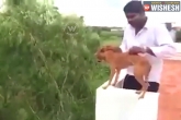 viral, Dog, man throws dog from the terrace video goes viral, Terrace