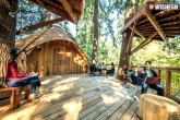 Microsoft Treehouses, Microsoft, microsoft builds treehouse office for its employees, Campus
