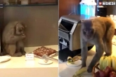 Monkey video, Monkey Air India lounge latest news, monkey enjoys buffet at air india lounge in delhi, Monkey video