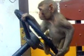 Animal Jokes, Silly Jokes, monkey s logic in driving the bus, Monk