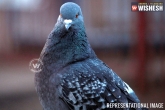 Pigeon with arms, Salaya Essar jetty in Gujarat, mysterious pigeon was seen with a chip and arabic script, Arms