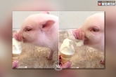 Pig, fun, watch naughty pig eats ice cream, Cream