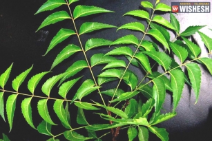 The Five Best Ways To Use Neem For Dandruff-Free Hair