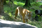 Bronx Zoo Tiger updates, Tiger coronavirus, a tiger in new york zoo tested positive with coronavirus, Tiger 3