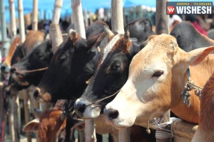 Govt to Take Action for Cow Slaughtering