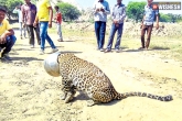 Panther's head stuck in water pot, panther head in water pot, viral panther s head stuck in water pot, Panther