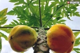 Papaya leaf juice new updates, Papaya leaf juice, benefits of papaya leaf juice, Health benefits