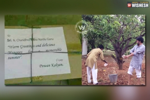 Pawan Kalyan sends mangoes to CM