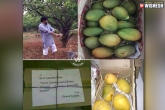 Allu Arjun, Dasari, exclusive pawan gifts mangoes to chiru, Mangoes