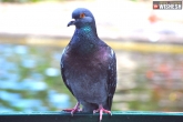 Tamil Nadu bus conductor pigeon, Tamil Nadu bus conductor latest, tamil nadu bus conductor fined for not issuing ticket to a pigeon, Fine