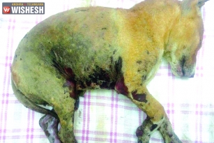 Two Puppies Burnt Alive by Watchman in Hyderabad
