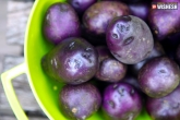 purple potatoes to cure colon cancers, purple potatoes to cure colon cancers, purple potatoes can prevent the spread of colon cancer, Potato