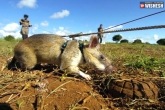 Landmines, Cambodia, rats trained to sniff the land mines, Cambodia