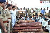 logs, motorcycles, eight red sander smuggler arrested, Logs