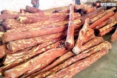 Smuggling, Arrest, 395 red sanders logs seized in tirupati, Red sanders