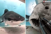 Shark swallows the camera 2022, Sharks in water, viral video a shark swallows the camera of a photographer, Attack