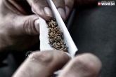 weird facts, Smokiing, shocking facts of weed smoking, No smoking