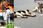 Burnt, poisoned, 50 stray dogs poisoned and burnt in chennai, Burnt