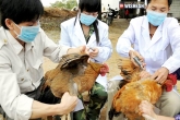 H5N2, Bird flu, suspicion of bird flu epidemic high, Flu