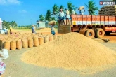 Telangana Paddy new updates, Telangana Paddy demand, demand for telangana paddy, Icu