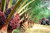 KTR, Oil Palm Cultivation Telangana budget, telangana government to promote oil palm cultivation, Telangana government