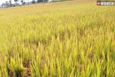 Telangana government, Telangana, telangana to get record paddy yield this year, Telangana paddy