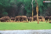 Periyar Wildlife Sanctuary, Kerala, thekkady co existence of wildlife, Wildlife