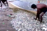 dead fish, Tamil Nadu, thousand dead fishes found floating in tn temple tank, Madurai