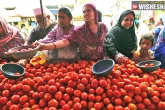 Tomatos, fresh crop, tomato price to be high till august end, Cities