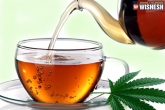 Benefits, Benefits, uses and benefits of marijuana tea, Marijuana