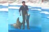 Seal asking for food new updates, Seal asking for food, an adorable video of seal asking for food is breaking the internet, Skin