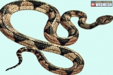 Woman Grinds Snake, Telangana, telangana woman grinds snake makes chutney accidentally, Golla rajamma