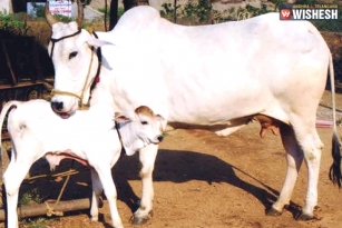 Woman Asked by Panchayat to Beg For a Calf: Reason Inside