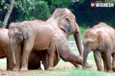 event, Vizag zoo, world elephant day organized in vizag zoo, Zoo