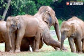 Vizag zoo, Vizag zoo, world elephant day organized in vizag zoo, Phan